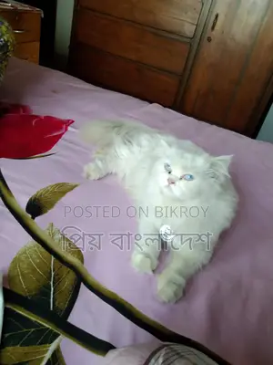 পারশিয়ান মেয়ে বিড়াল