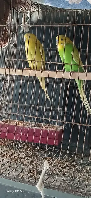 Budgerigar Birds