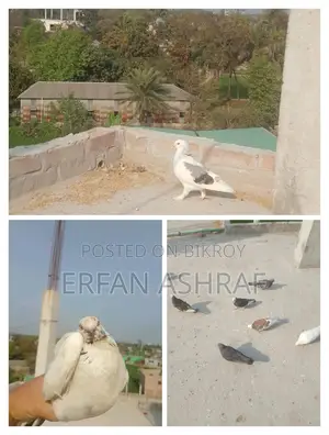 রানিং ডিম দেয়া দেশী কবুতর।