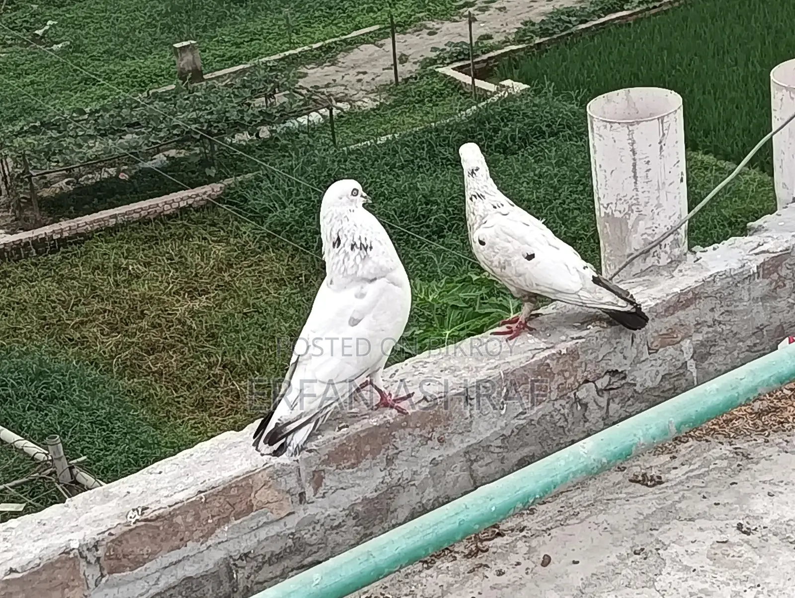Laying Local Pigeons