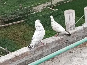 Laying Local Pigeons