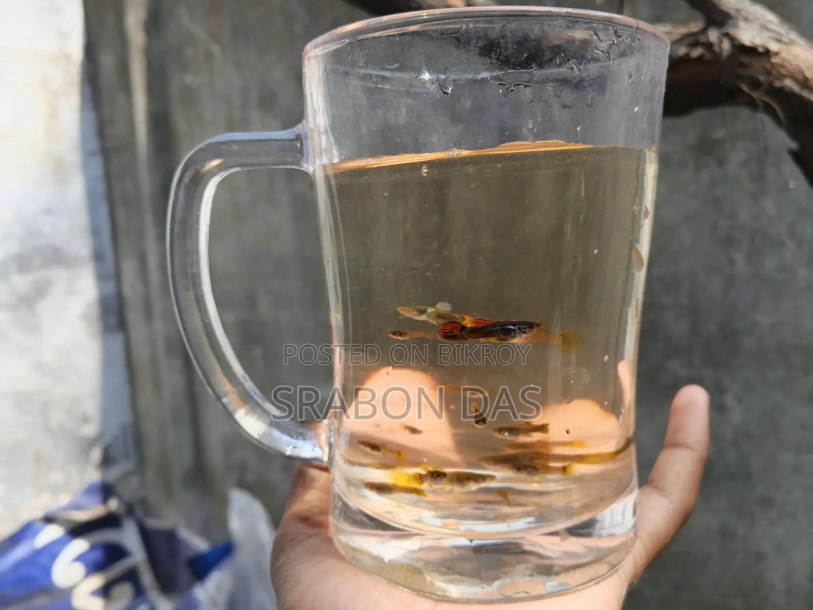 Fish Sale