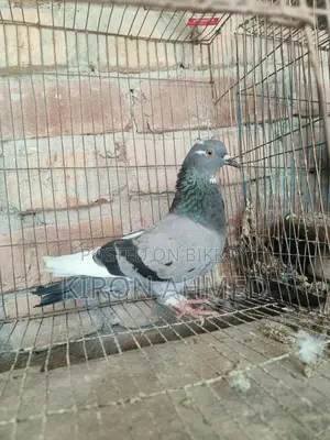 রাজশাহী গিরিবাজ ভালো জাতের মাদি