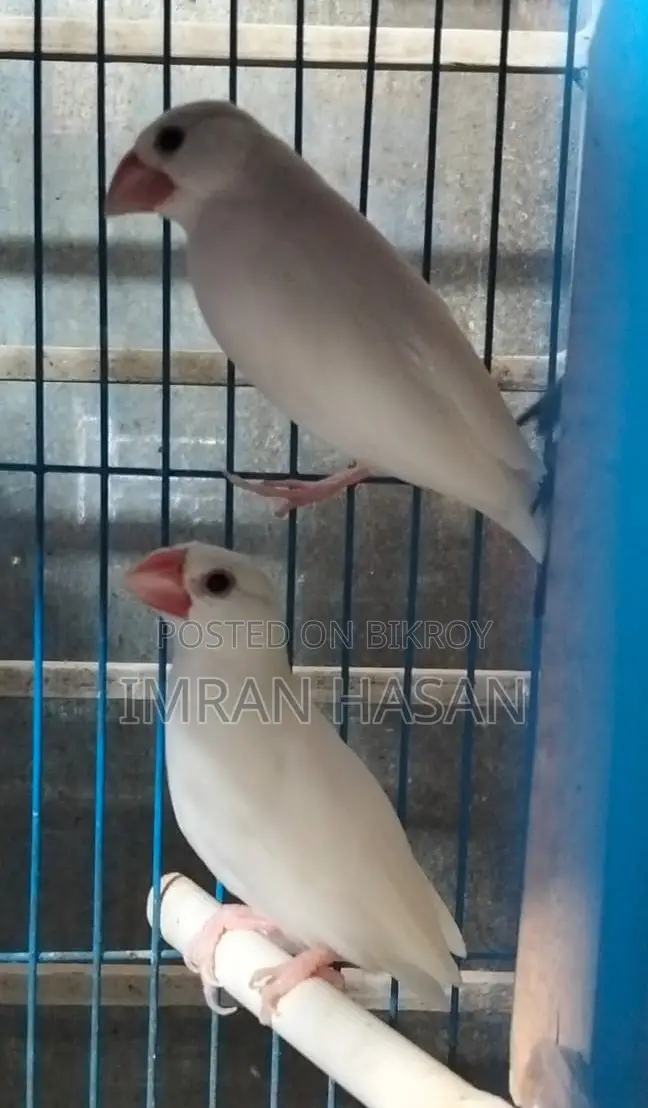 জাভা ও অস্টেলিয়ান ঘুঘু বিক্রি করা হবে....