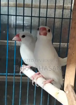 জাভা ও অস্টেলিয়ান ঘুঘু বিক্রি করা হবে....