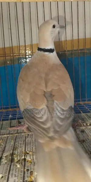 জাভা ও অস্টেলিয়ান ঘুঘু বিক্রি করা হবে....