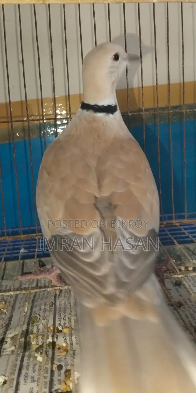 জাভা ও অস্টেলিয়ান ঘুঘু বিক্রি করা হবে....