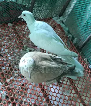 জাভা ও অস্টেলিয়ান ঘুঘু বিক্রি করা হবে....