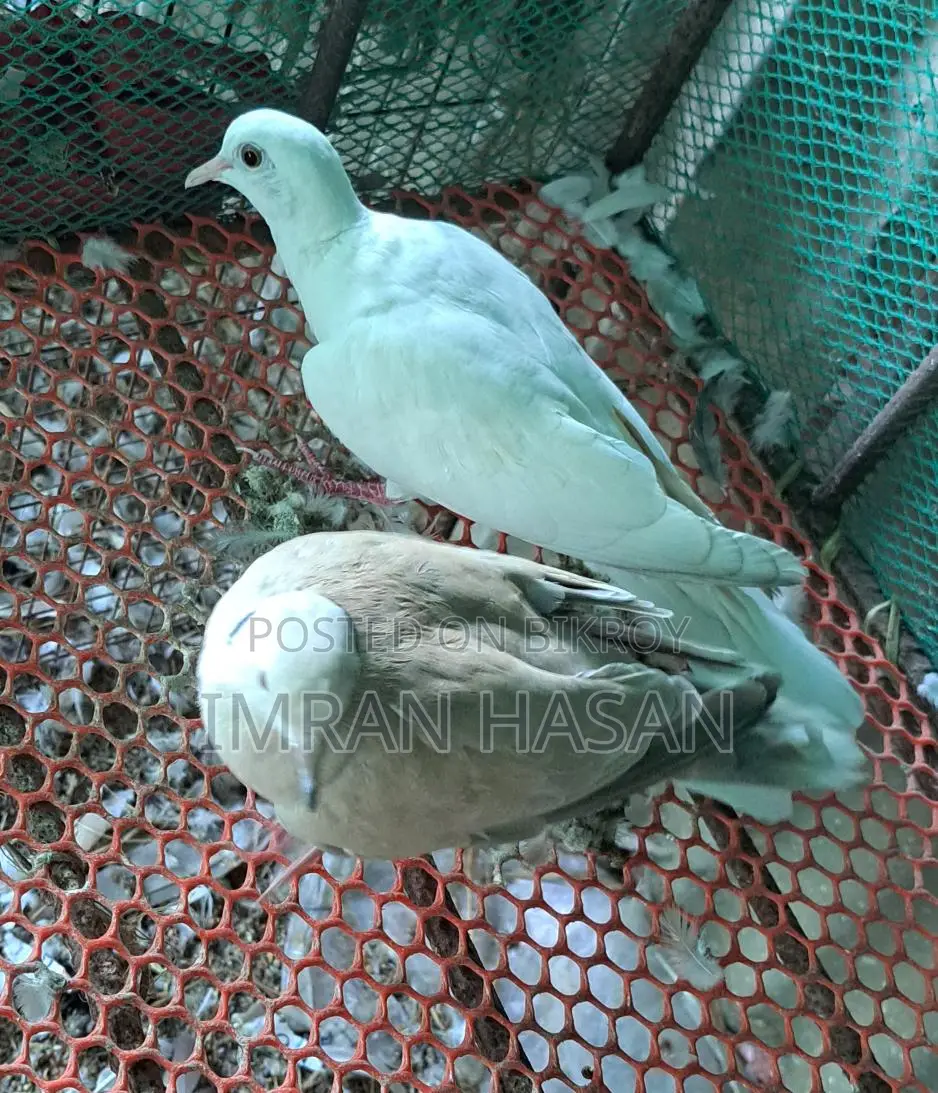 জাভা ও অস্টেলিয়ান ঘুঘু বিক্রি করা হবে....