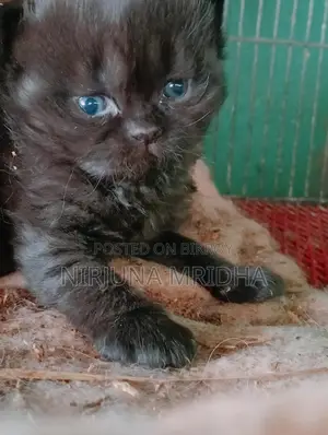 Original Persian Cat