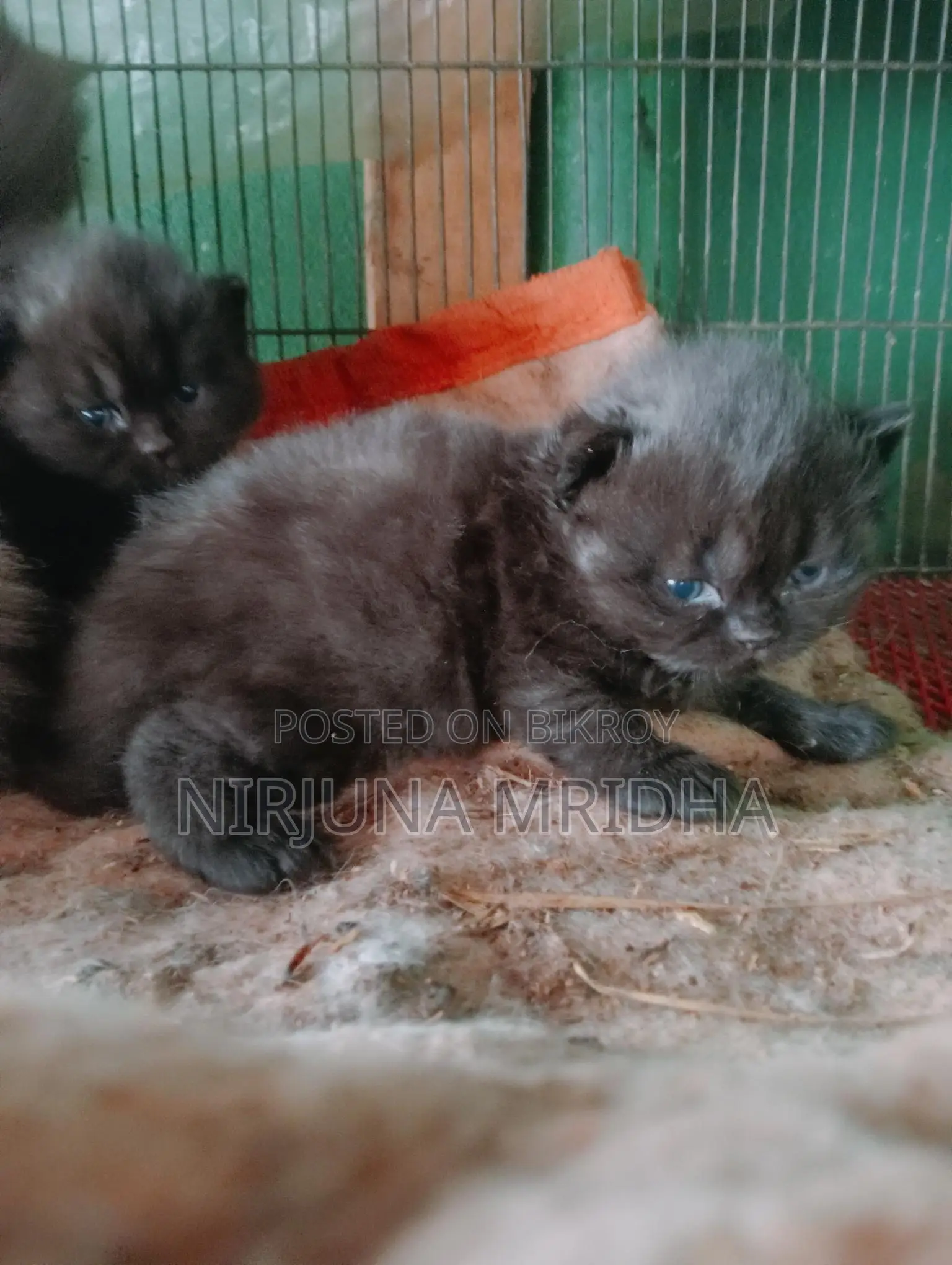 Original Persian Cat