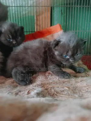 Original Persian Cat