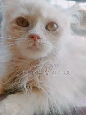 Original Persian Cat