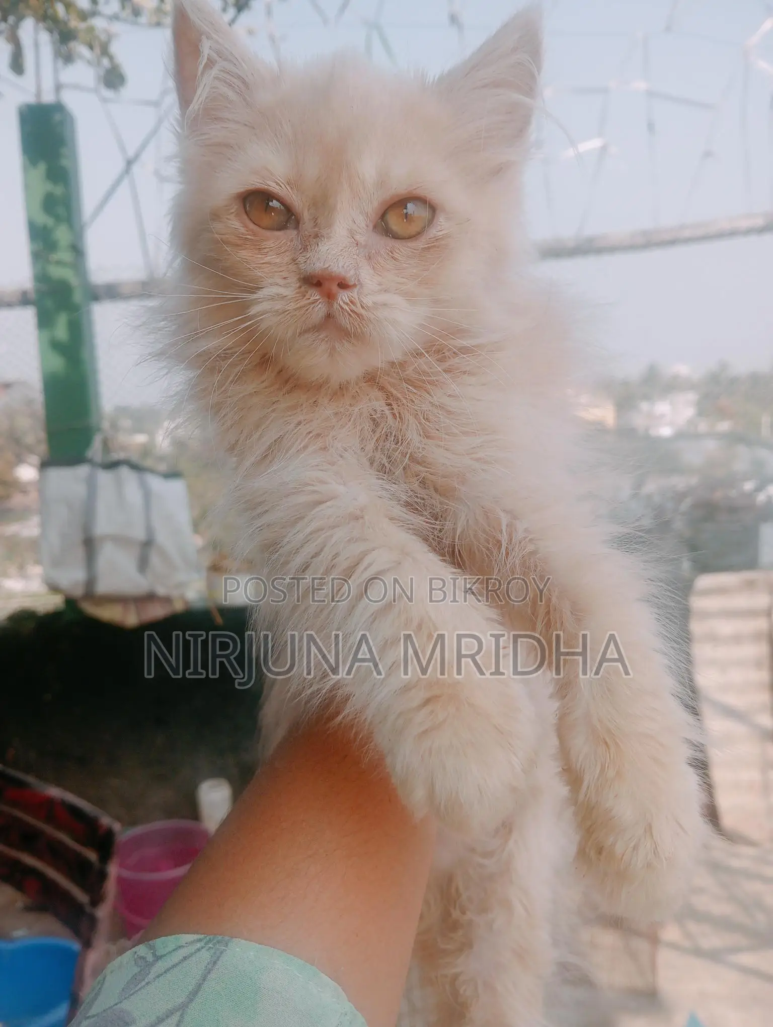 Original Persian Cat