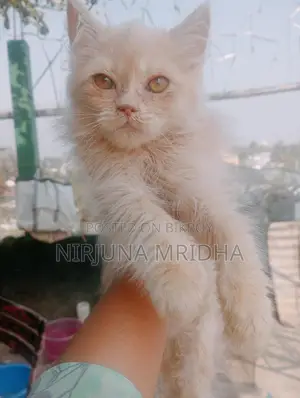 Original Persian Cat