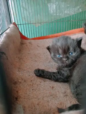 Original Persian Cat