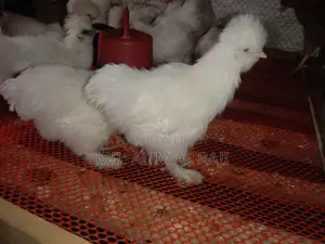 সিল্কি মুরগি বিক্রি হবে