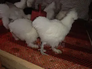 সিল্কি মুরগি বিক্রি হবে