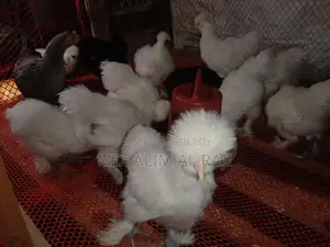 সিল্কি মুরগি বিক্রি হবে