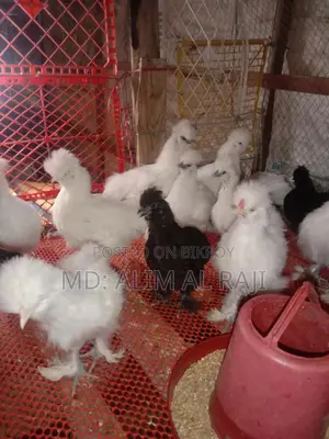 সিল্কি মুরগি বিক্রি হবে