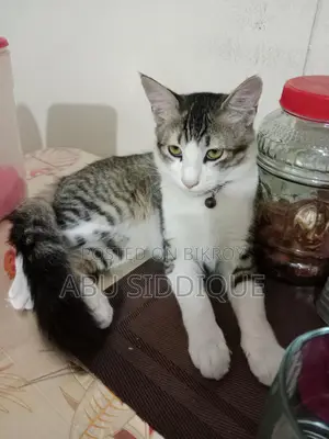 একটা মেইল ছয় মাস বয়সের ক্রসেট বিড়াল সেল করা হবে