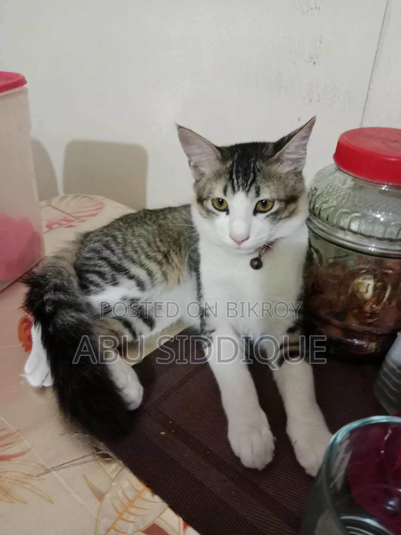 Selling a six-month-old male crossbreed kitten