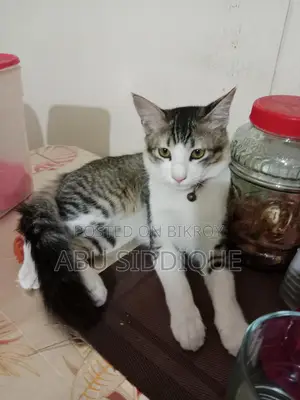Selling a six-month-old male crossbreed kitten