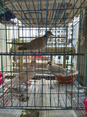 ১ বাচ্চা সহ জোড়া ঘুঘু পাখি বিক্রি হবে