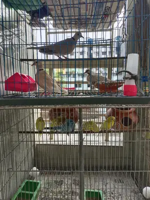 Pair of Dove Birds with 1 Chick for Sale