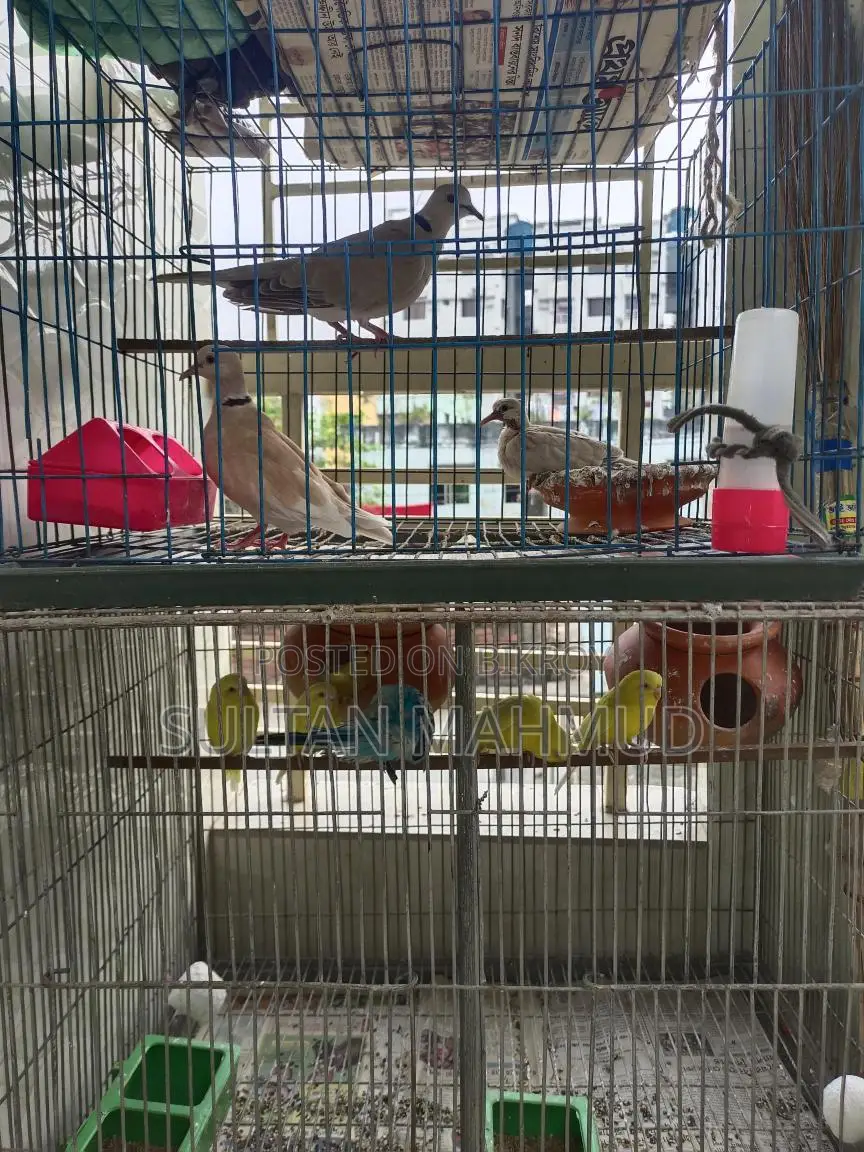 Pair of Dove Birds with 1 Chick for Sale
