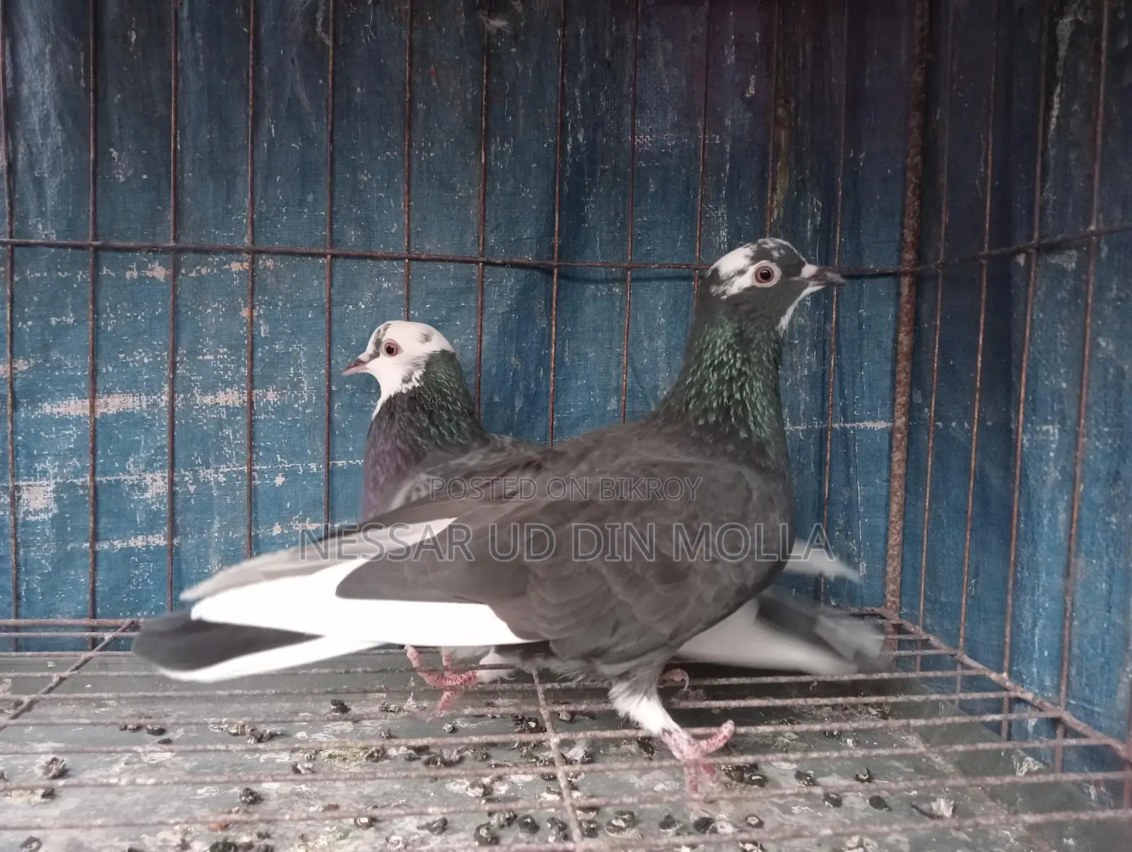 মাদি জোরা কবুতর