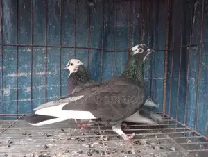 মাদি জোরা কবুতর