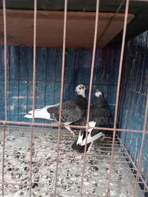 মাদি জোরা কবুতর