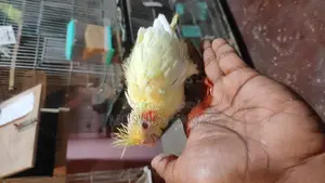 টেম সাইজ লুটিনো কোকাটেল বেবি
