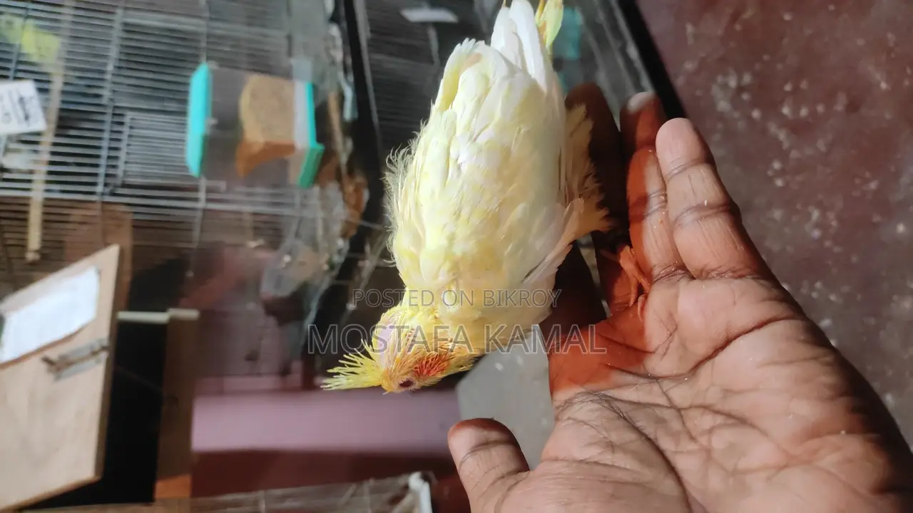টেম সাইজ লুটিনো কোকাটেল বেবি