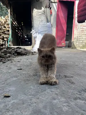 Persian cat