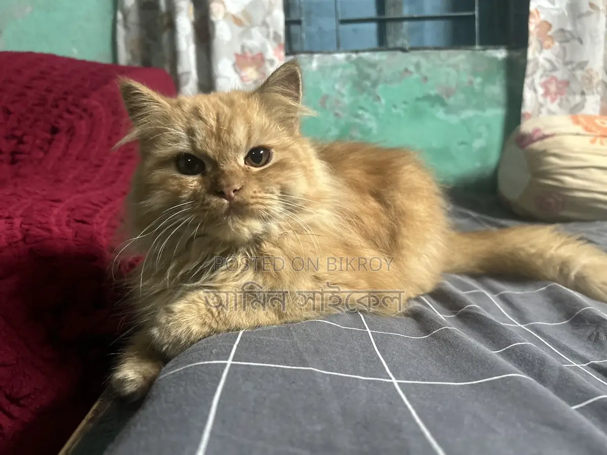 Persian cat