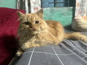 Persian cat
