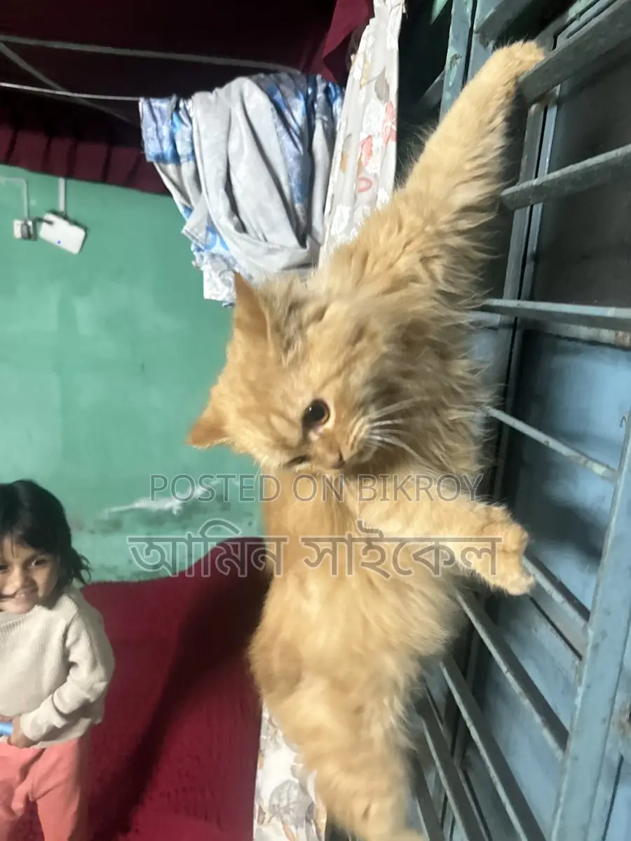 Persian cat