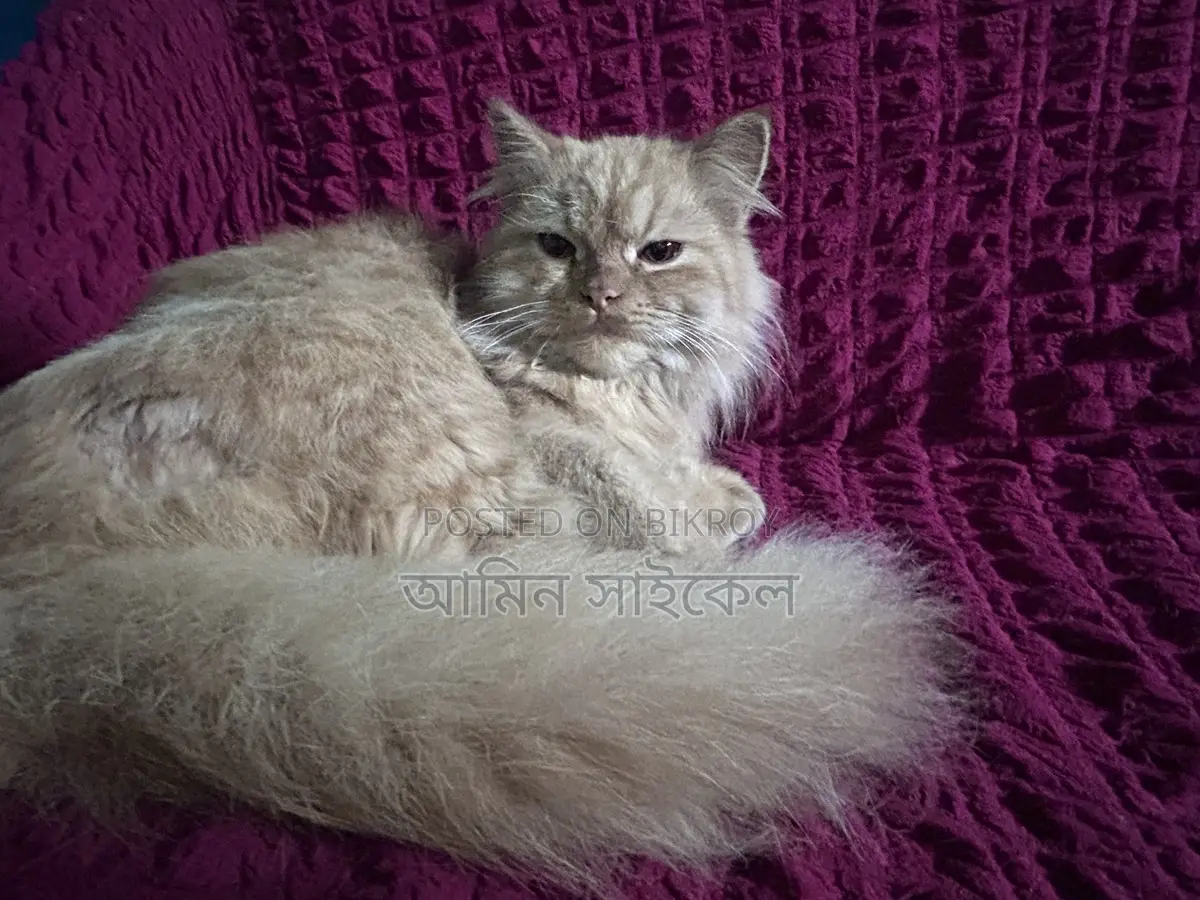 Persian cat