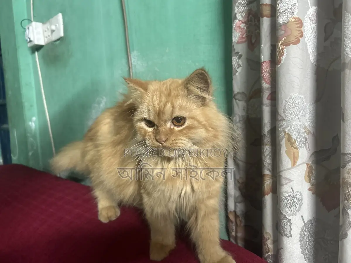 Persian cat