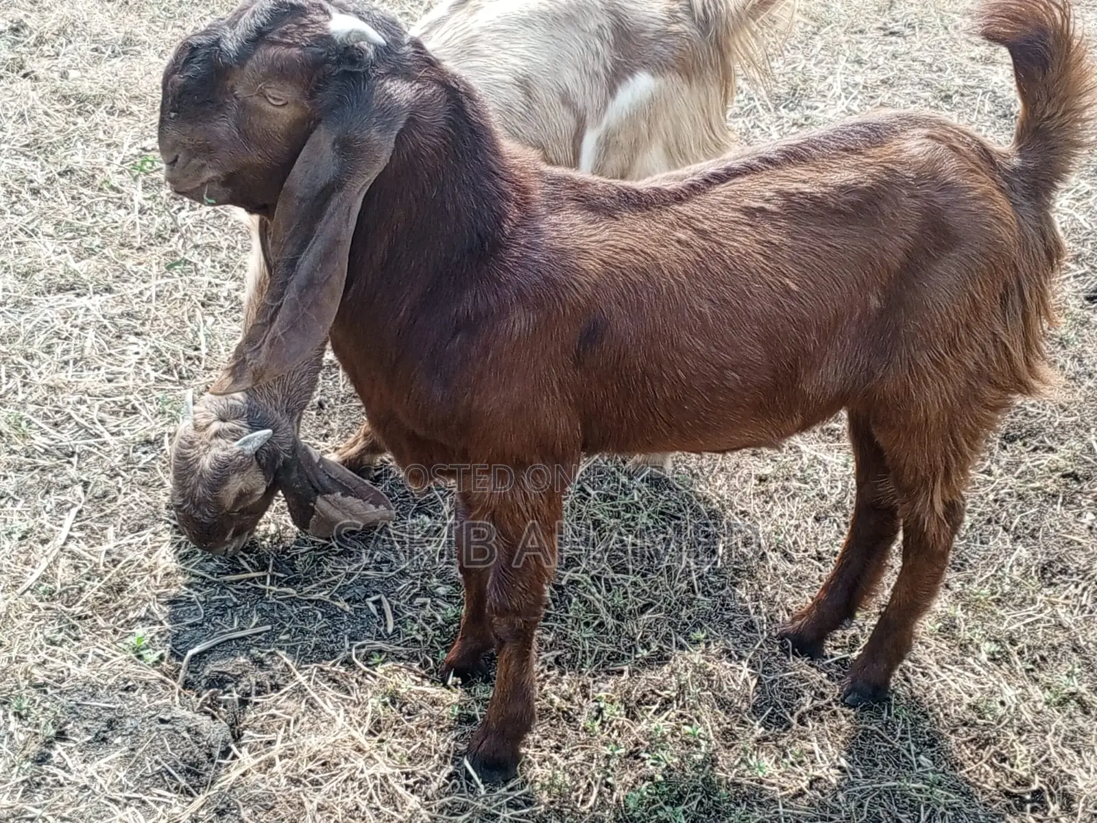 Totapuri Goat