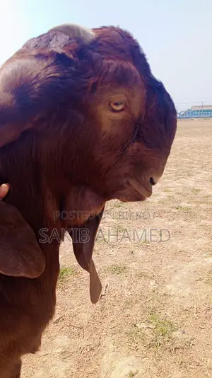 Totapuri Goat