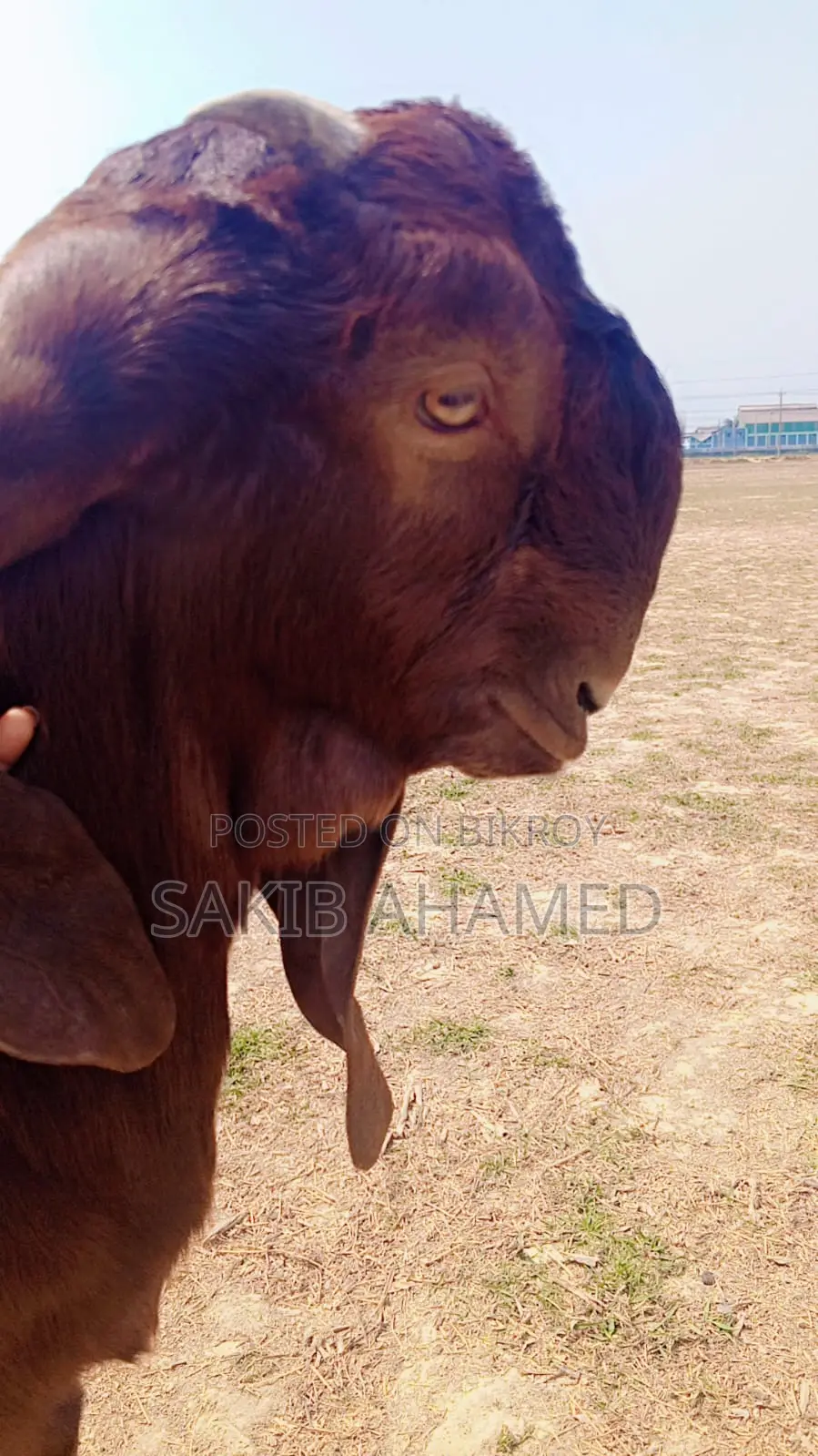 Totapuri Goat