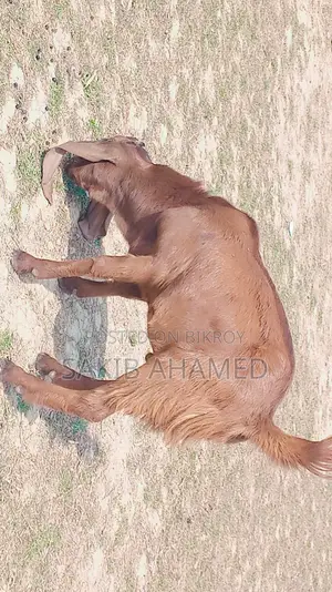 Totapuri Goat