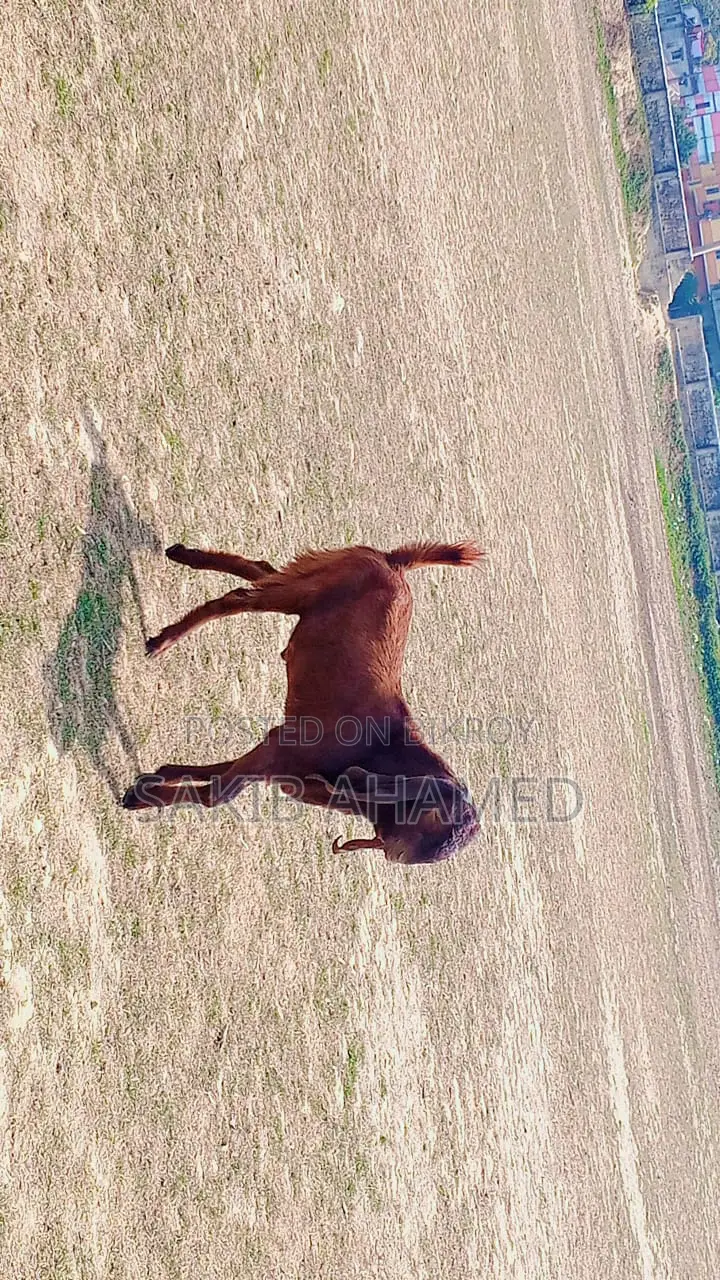 Totapuri Goat