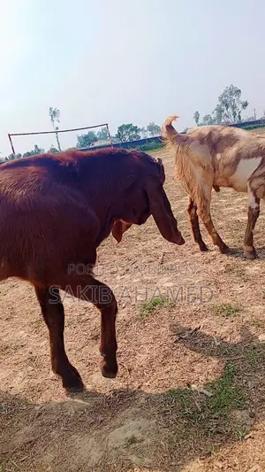 Totapuri Goat