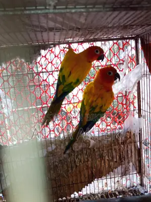 সানকোনর রানিং পেয়ার