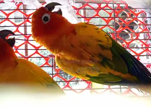 সানকোনর রানিং পেয়ার