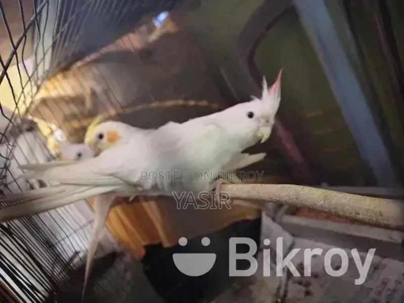 Albino Breeding Female Cockatiel